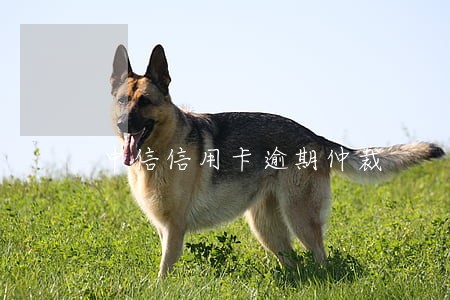 中信信用卡逾期仲裁 中信信用卡逾期仲裁