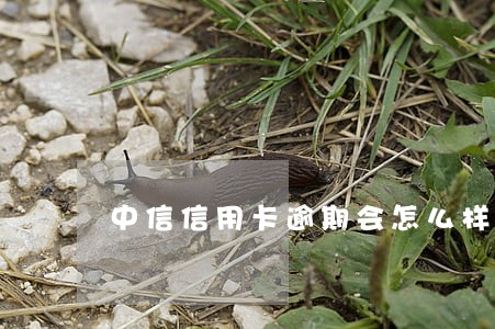 中信信用卡逾期会怎么样通知 中信信用卡逾期会怎么样通知