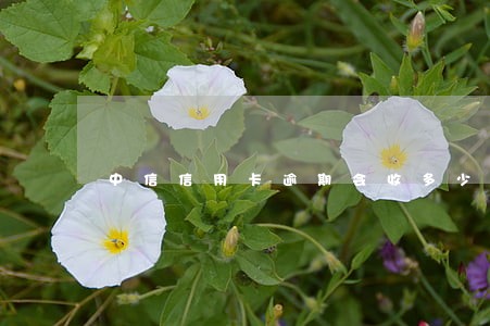 中信信用卡逾期会收多少利息