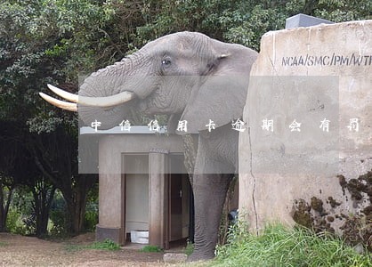 中信信用卡逾期会有罚款吗 中信信用卡逾期会有罚款吗
