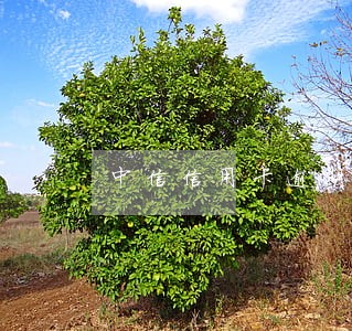 中信信用卡逾期会联系村长吗 中信信用卡逾期会联系村长吗