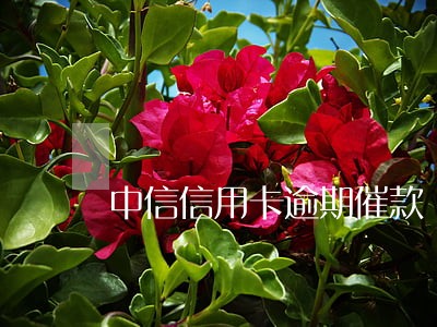 中信信用卡逾期催款 中信信用卡逾期催款