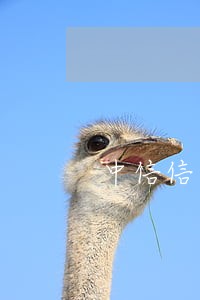 中信信用卡逾期几天借二千 中信信用卡逾期几天借二千