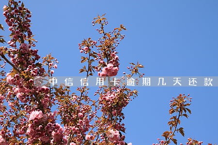 中信信用卡逾期几天还款