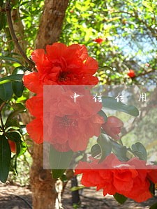 中信信用卡逾期到老婆单位了 中信信用卡逾期到老婆单位了