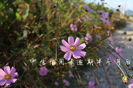 中信信用卡逾期半个月后果 中信信用卡逾期半个月后果