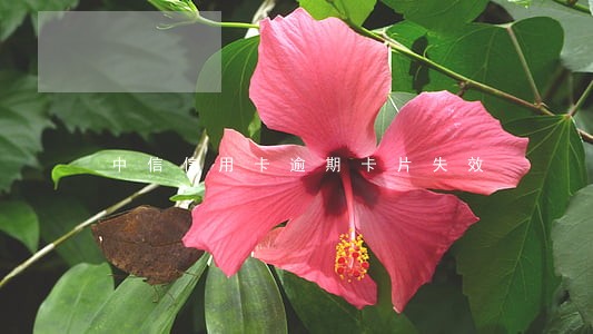 中信信用卡逾期卡片失效 中信信用卡逾期卡片失效