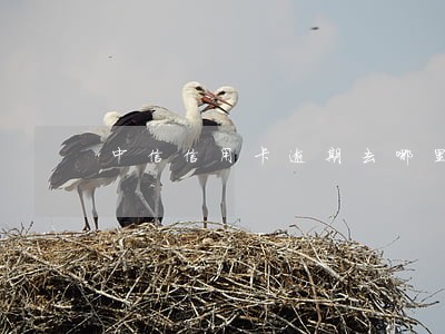 中信信用卡逾期去哪里协商