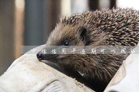 中信信用卡逾期可以调解吗