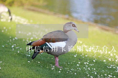 中信信用卡逾期司法介入 中信信用卡逾期司法介入
