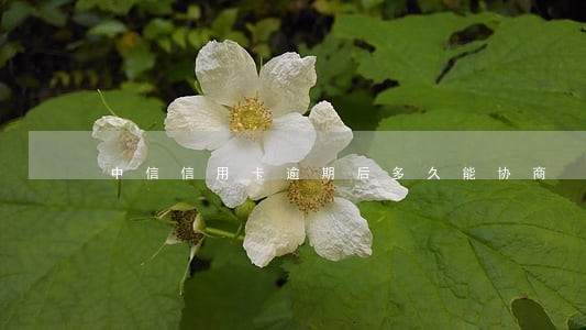 中信信用卡逾期后多久能协商 中信信用卡逾期后多久能协商