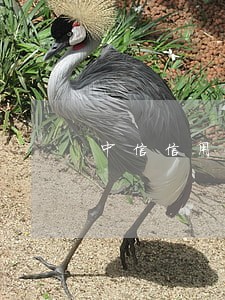 中信信用卡逾期后账单停息了