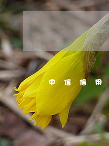 中信信用卡逾期多久会打联系人 中信信用卡逾期多久会打联系人