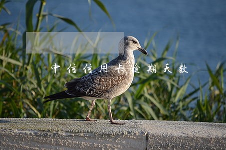 中信信用卡逾期天数 中信信用卡逾期天数
