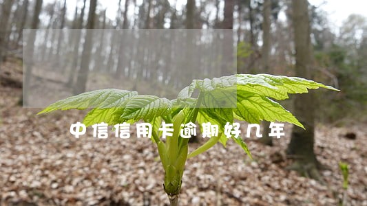 中信信用卡逾期好几年 中信信用卡逾期好几年