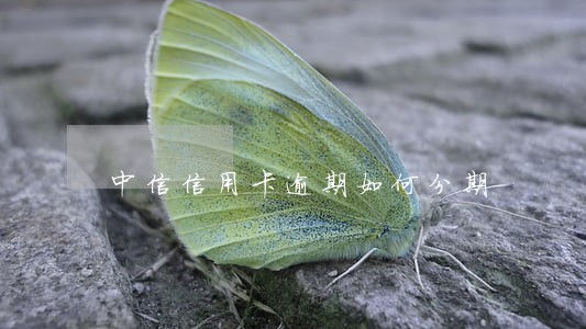 中信信用卡逾期如何分期