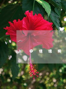 中信信用卡逾期委托到当地 中信信用卡逾期委托到当地