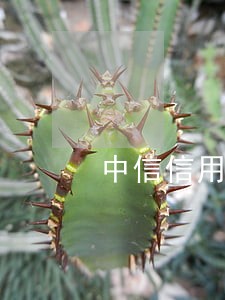 中信信用卡逾期已经报案 中信信用卡逾期已经报案