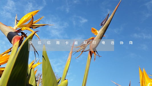 中信信用卡逾期打电话协商 中信信用卡逾期打电话协商
