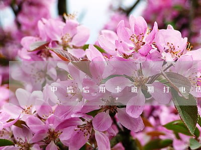中信信用卡逾期打电话恢复额度 中信信用卡逾期打电话恢复额度