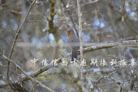 中信信用卡逾期接到报案怎么处理 中信信用卡逾期接到报案怎么处理