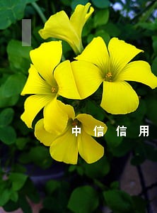 中信信用卡逾期收到律师邮件 中信信用卡逾期收到律师邮件