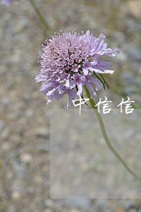 中信信用卡逾期本金怎么算的