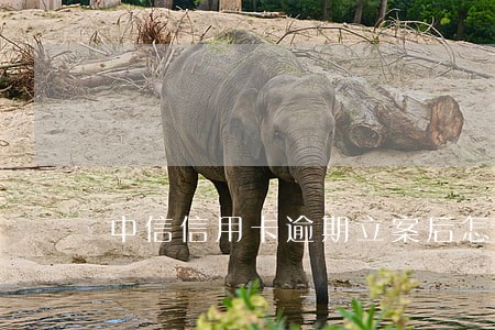 中信信用卡逾期立案后怎么办