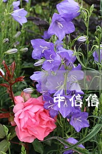 中信信用卡逾期立案是真的吗 中信信用卡逾期立案是真的吗