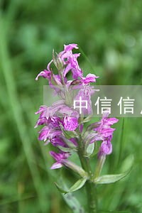 中信信用卡逾期能不能协商 中信信用卡逾期能不能协商
