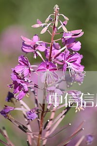 中信信用卡逾期能分期付款吗 中信信用卡逾期能分期付款吗