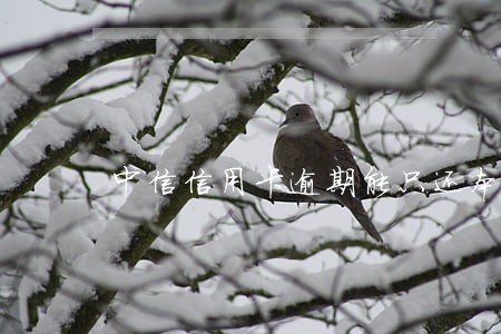 中信信用卡逾期能只还本金么