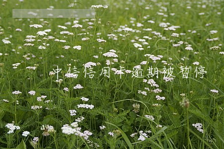 中信信用卡逾期被暂停