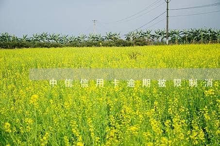 中信信用卡逾期被限制消费了