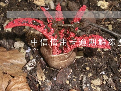 中信信用卡逾期解冻要几天