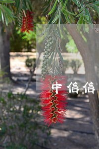 中信信用卡逾期让办征信证明 中信信用卡逾期让办征信证明