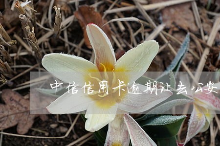 中信信用卡逾期让去公安局 中信信用卡逾期让去公安局