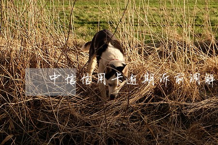 中信信用卡逾期诉前调解策略 中信信用卡逾期诉前调解策略