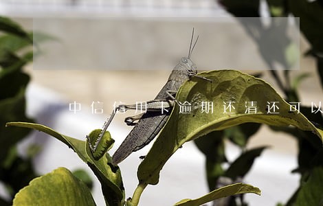 中信信用卡逾期还清还可以解冻吗