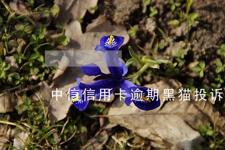 中信信用卡逾期黑猫投诉