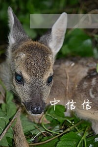 中信信用逾期1年5万怎么协商