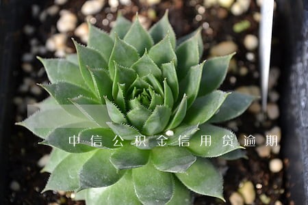 中信公积金信用贷逾期 中信公积金信用贷逾期