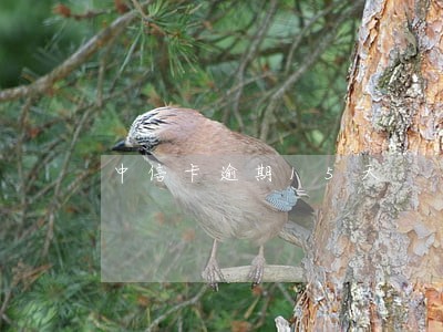 中信卡逾期15天 中信卡逾期15天