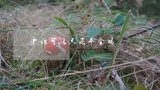 中信可以只还本金吗 中信可以只还本金吗