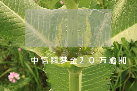 中信圆梦金20万逾期 中信圆梦金20万逾期