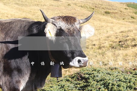 中信新快现逾期算信用卡额度吗