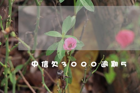 中信欠3000逾期5