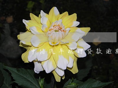 中信汽车抵押贷款逾期 中信汽车抵押贷款逾期