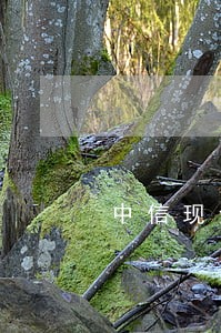 中信现金分期逾期超过5万 中信现金分期逾期超过5万
