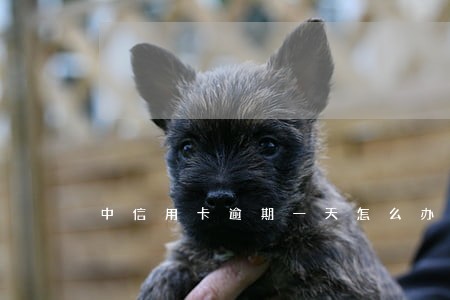 中信用卡逾期一天怎么办 中信用卡逾期一天怎么办